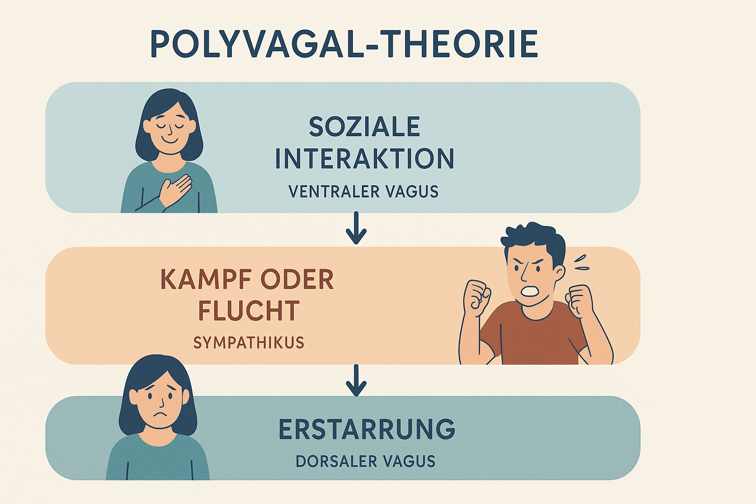 Grafik zur Polyvagal-Theorie, die die drei Zustände des Nervensystems zeigt: Soziales Engagement, Kampf-oder-Flucht und Erstarrung.